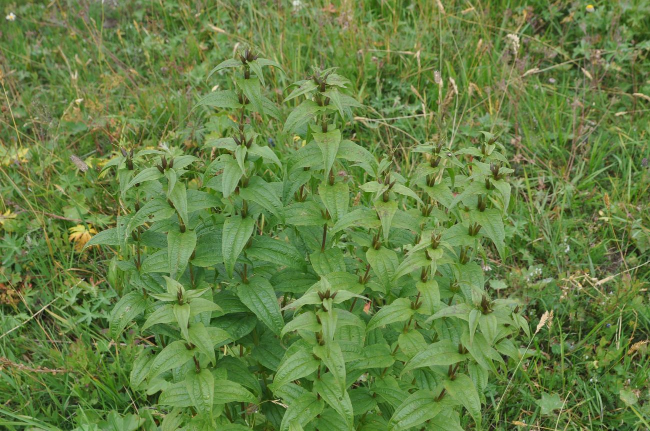 Image of Gentiana schistocalyx specimen.