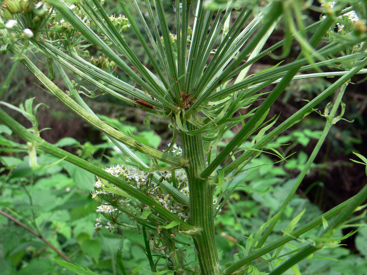 Изображение особи Pleurospermum uralense.