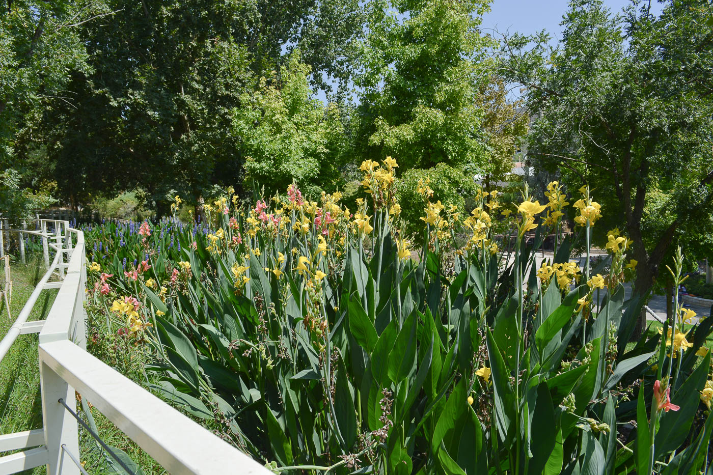 Image of Canna flaccida specimen.