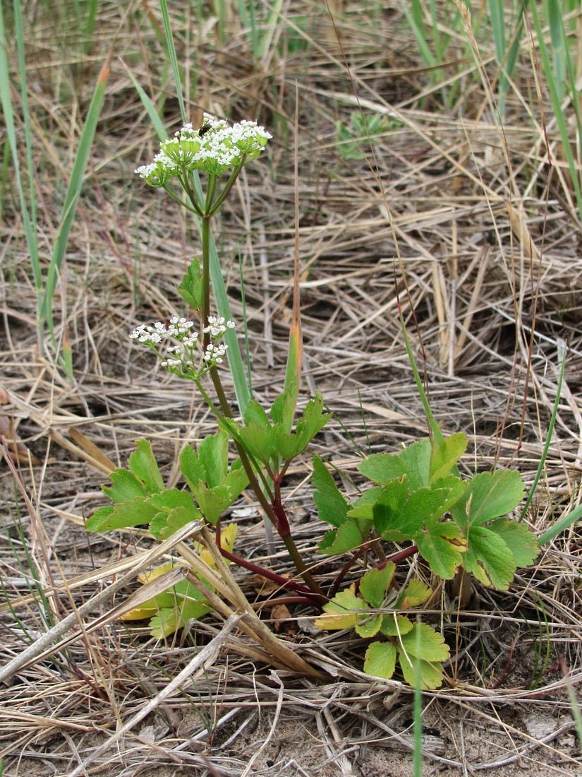 Image of Ligusticum scoticum specimen.