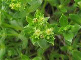 Honckenya peploides ssp. diffusa