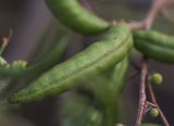 Vachellia farnesiana