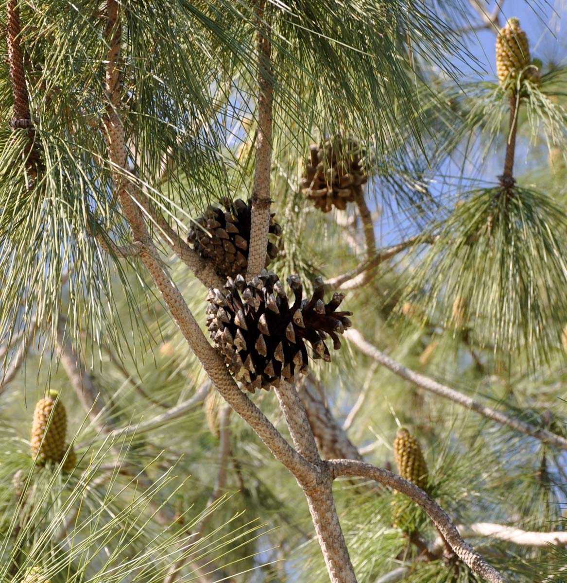 Изображение особи род Pinus.