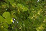 Tilia platyphyllos. Верхушки ветвей с соплодиями (вид снизу). Кировская обл., г. Киров, Ботанический сад Вятского государственного университета, в культуре. 31.07.2018.