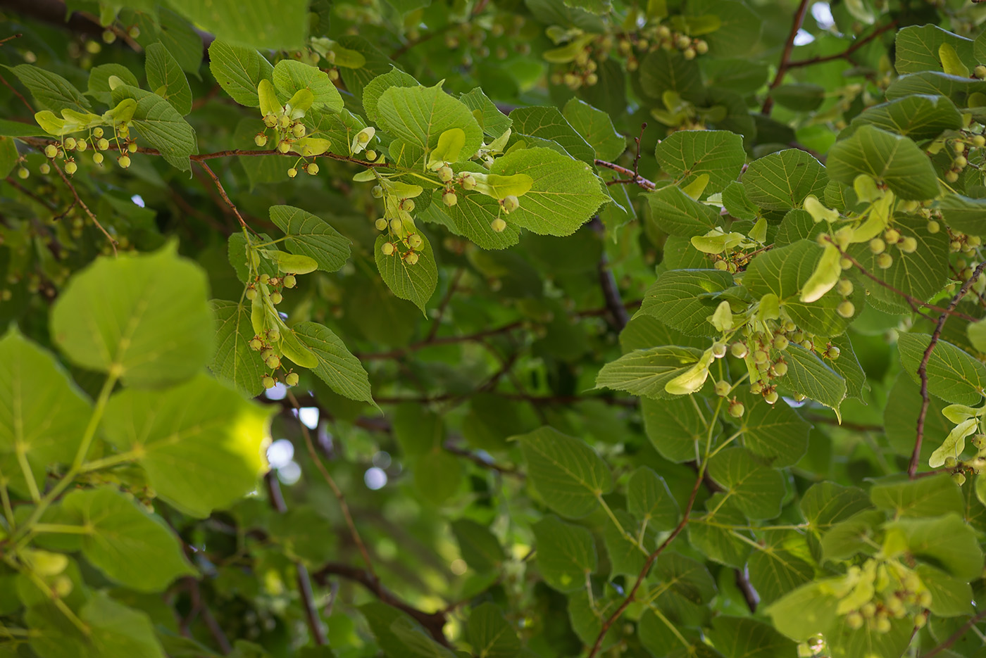 Image of Tilia platyphyllos specimen.