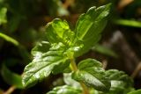 Veronica umbrosa