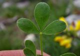 Chamaecytisus colchicus