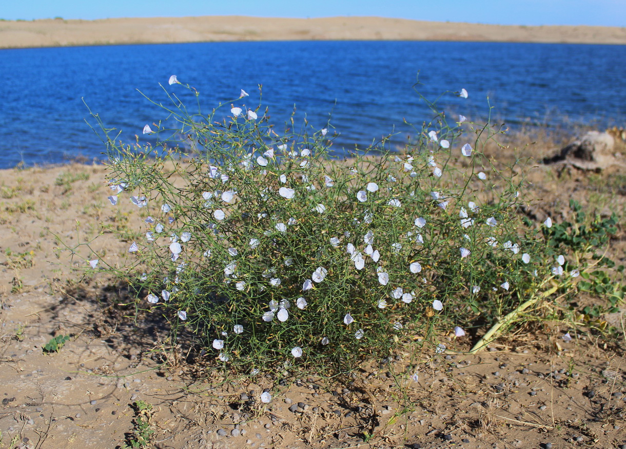 Изображение особи Convolvulus korolkowii.