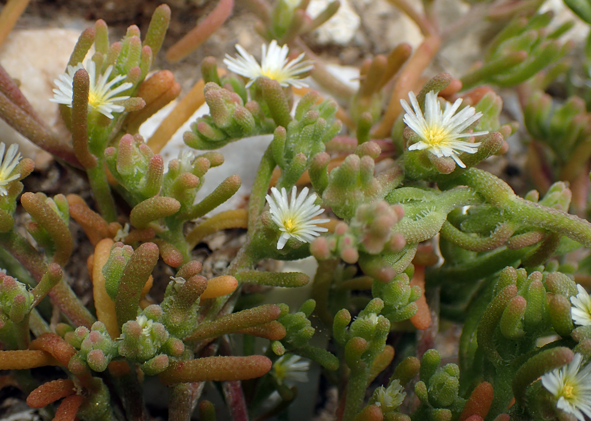 Image of Mesembryanthemum nodiflorum specimen.