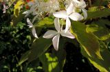 Hydrangea paniculata. Стерильные цветки и лист. Московская обл., окр. г. Электрогорск, дачный участок, в культуре. 04.08.2019.