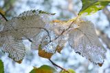 род Ulmus. Листья, повреждённые американской белой бабочкой (Hyphantria cunea). Крым, Севастополь, в культуре. 26.08.2015.