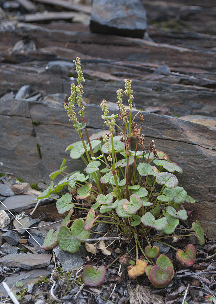 Image of Oxyria digyna specimen.