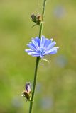 Cichorium intybus