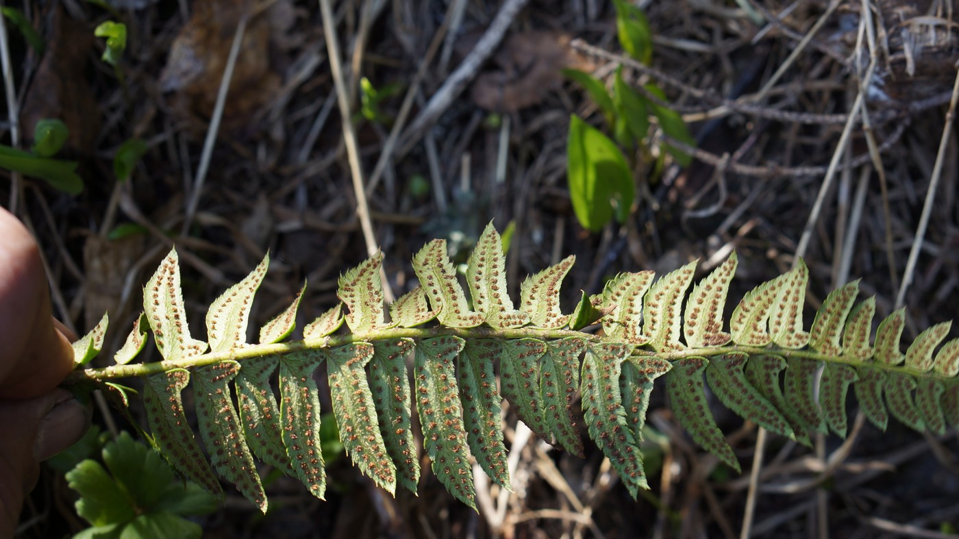 Изображение особи Polystichum lonchitis.