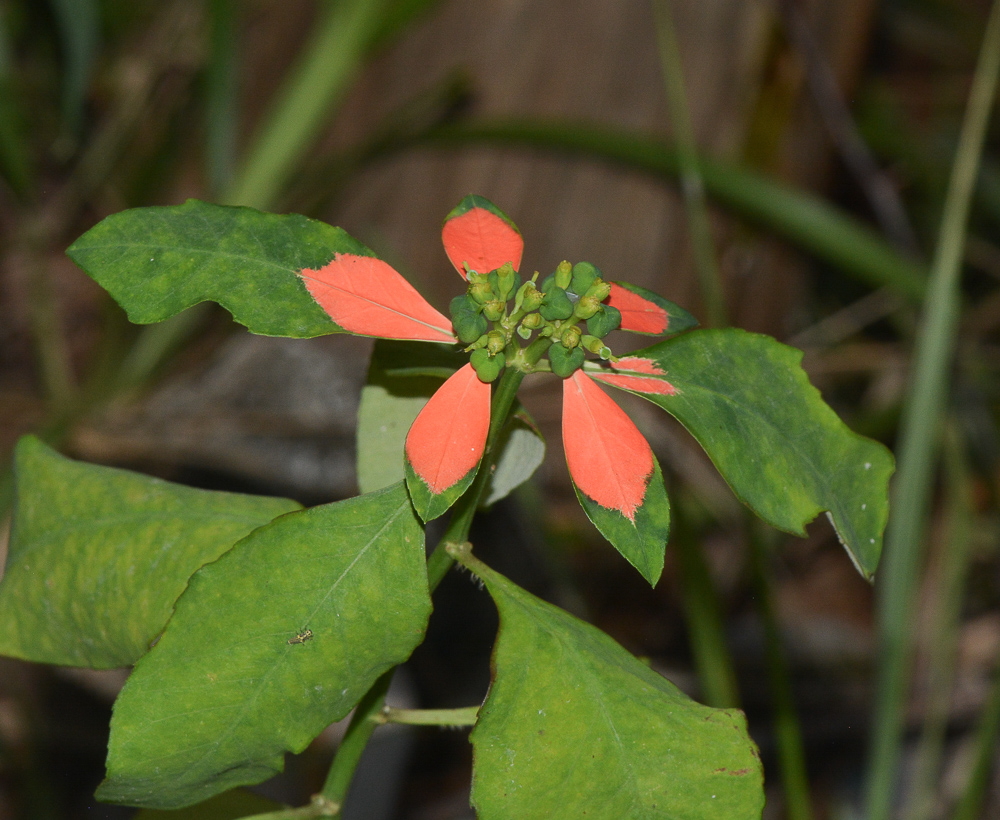 Изображение особи Euphorbia cyathophora.