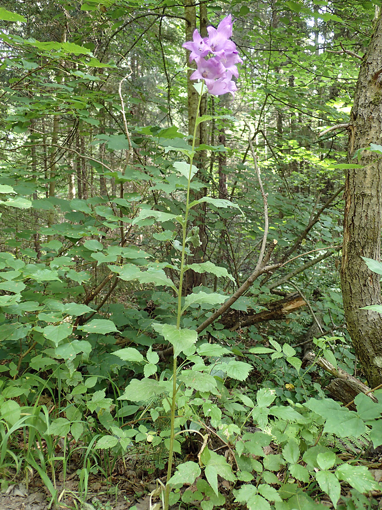 Image of Campanula latifolia specimen.