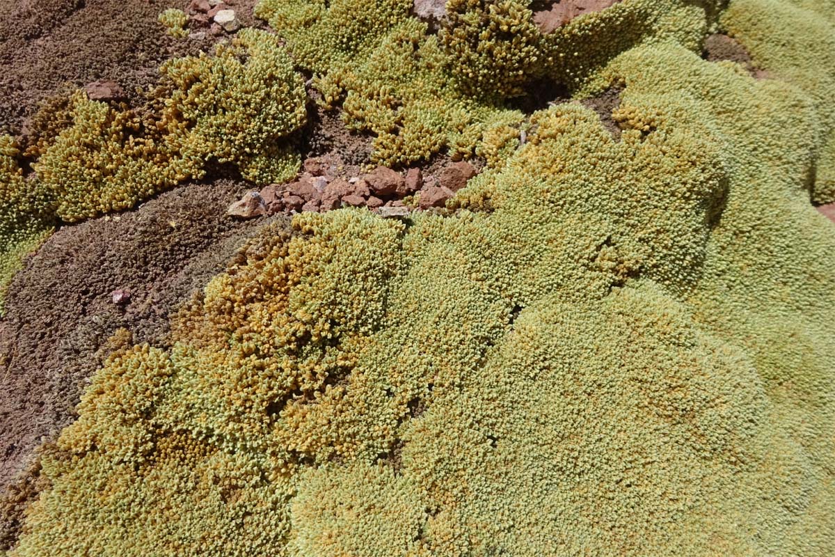 Image of Pycnophyllum bryoides specimen.