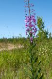 Chamaenerion angustifolium. Часть побега с основанием соцветия. Ленинградская обл., Гатчинский р-н, окр. дер. Авколево, карьер \"Елизаветино\", зарастающий кустарниками разнотравно-вейниковый луг на месте выработки известняка. 29.06.2019.