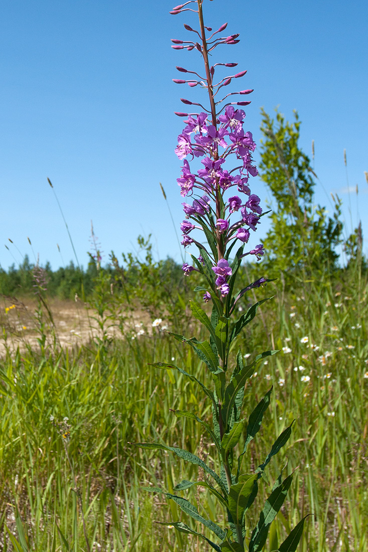 Изображение особи Chamaenerion angustifolium.