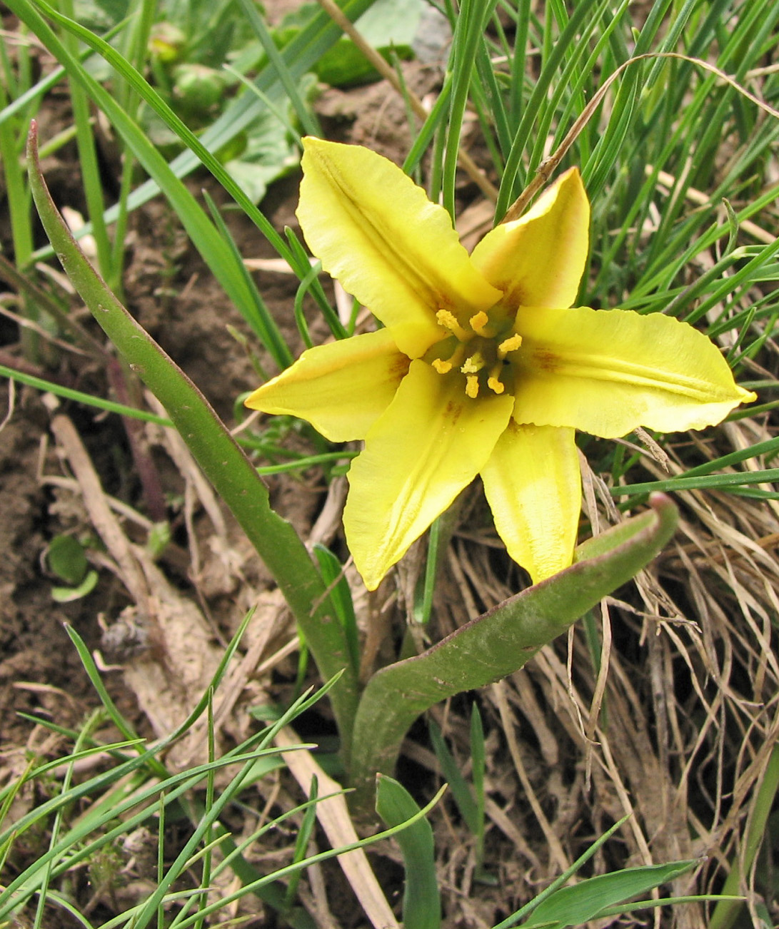 Изображение особи Tulipa heterophylla.