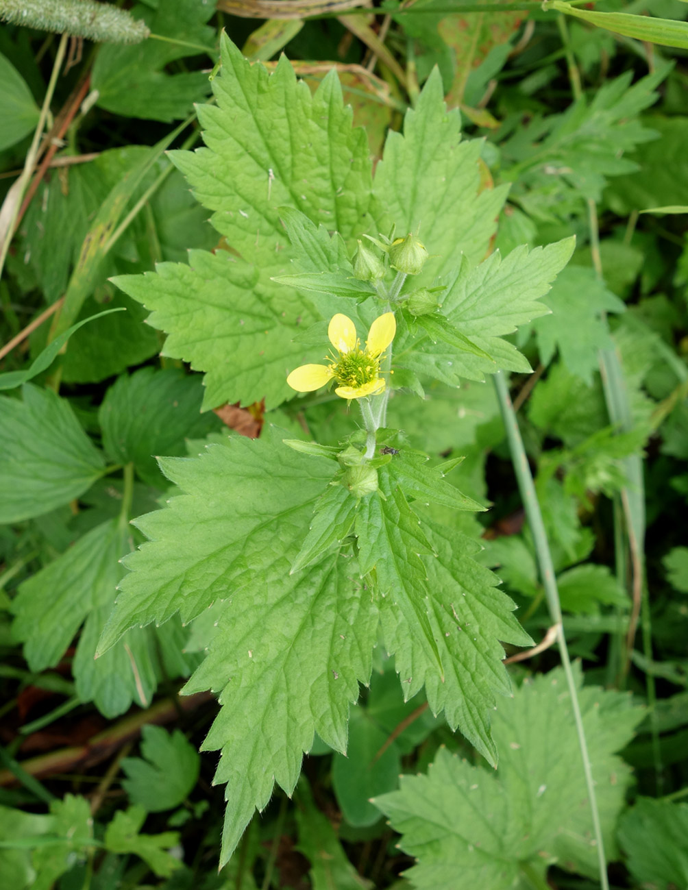 Изображение особи Geum fauriei.