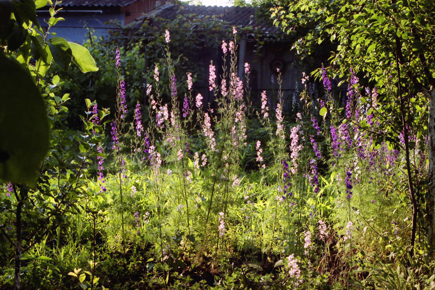 Image of Delphinium ajacis specimen.