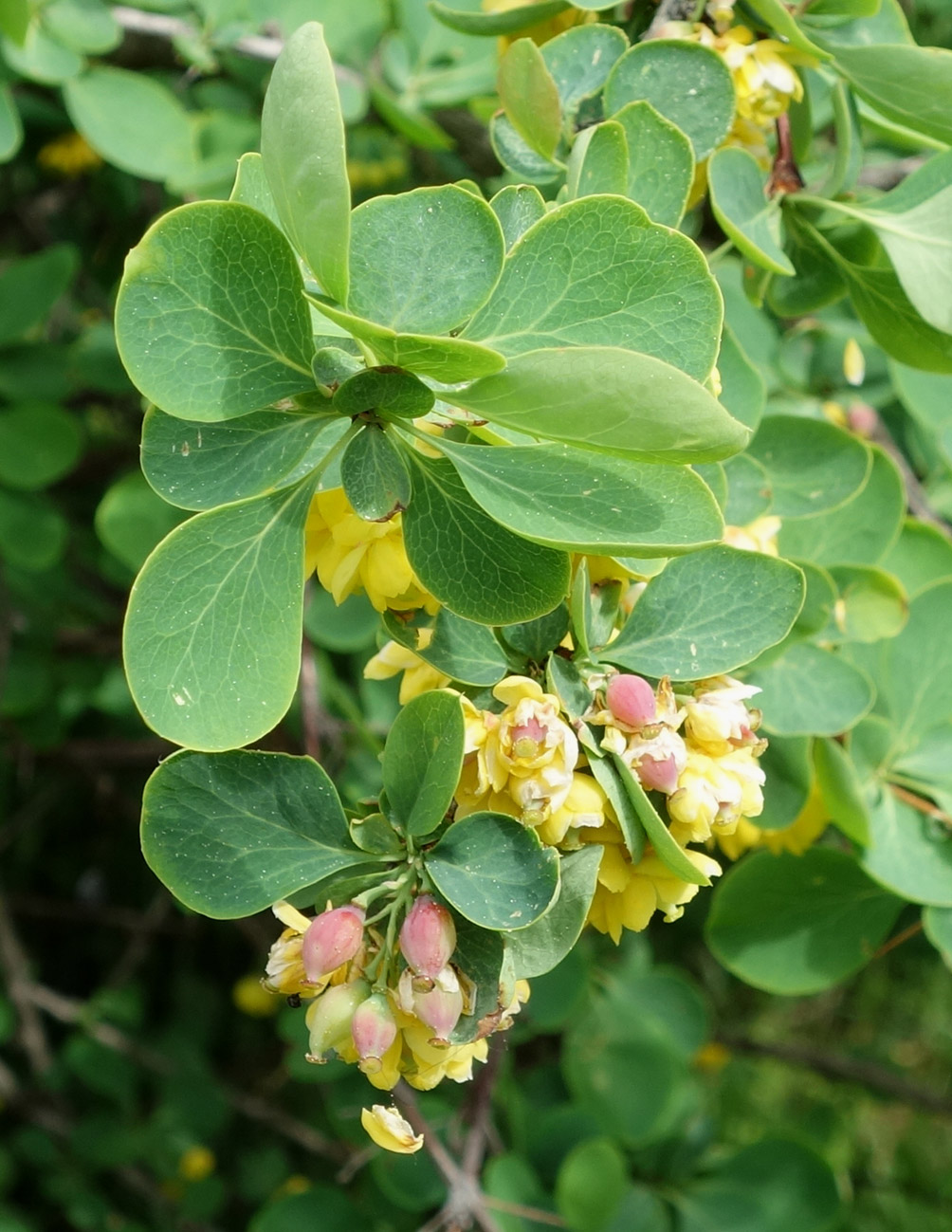 Image of Berberis sphaerocarpa specimen.