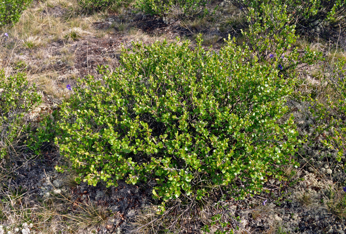 Изображение особи Betula rotundifolia.