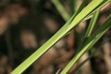 Carex acuta