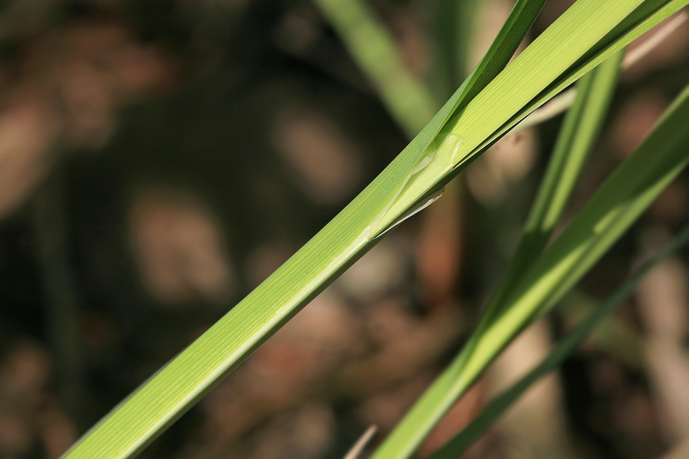 Image of Carex acuta specimen.