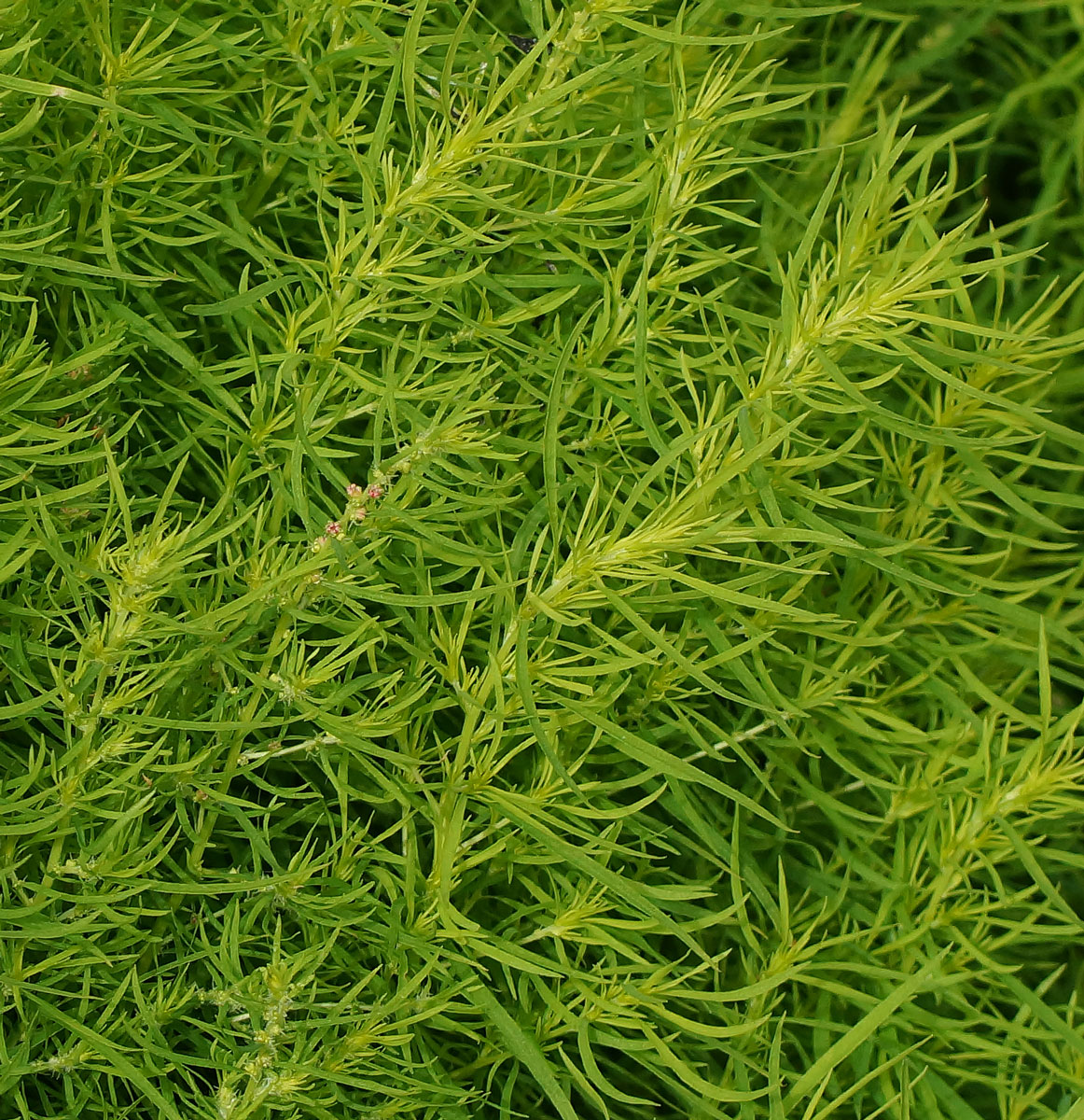 Image of Bassia scoparia f. trichophylla specimen.