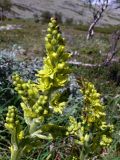 Veratrum lobelianum. Верхушки соцветий. Свердловская обл., окр. г. Североуральск, склон Сосьвинского хребта. 29.06.2010.