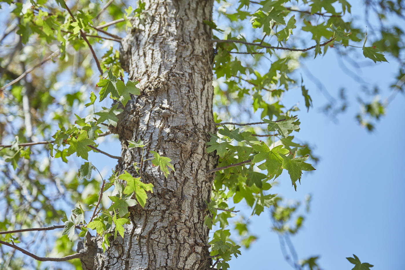 Изображение особи Liquidambar orientalis.