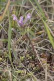 Lamium amplexicaule