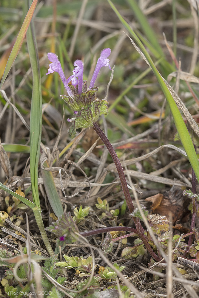 Image of Lamium amplexicaule specimen.