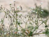 Spergula arvensis