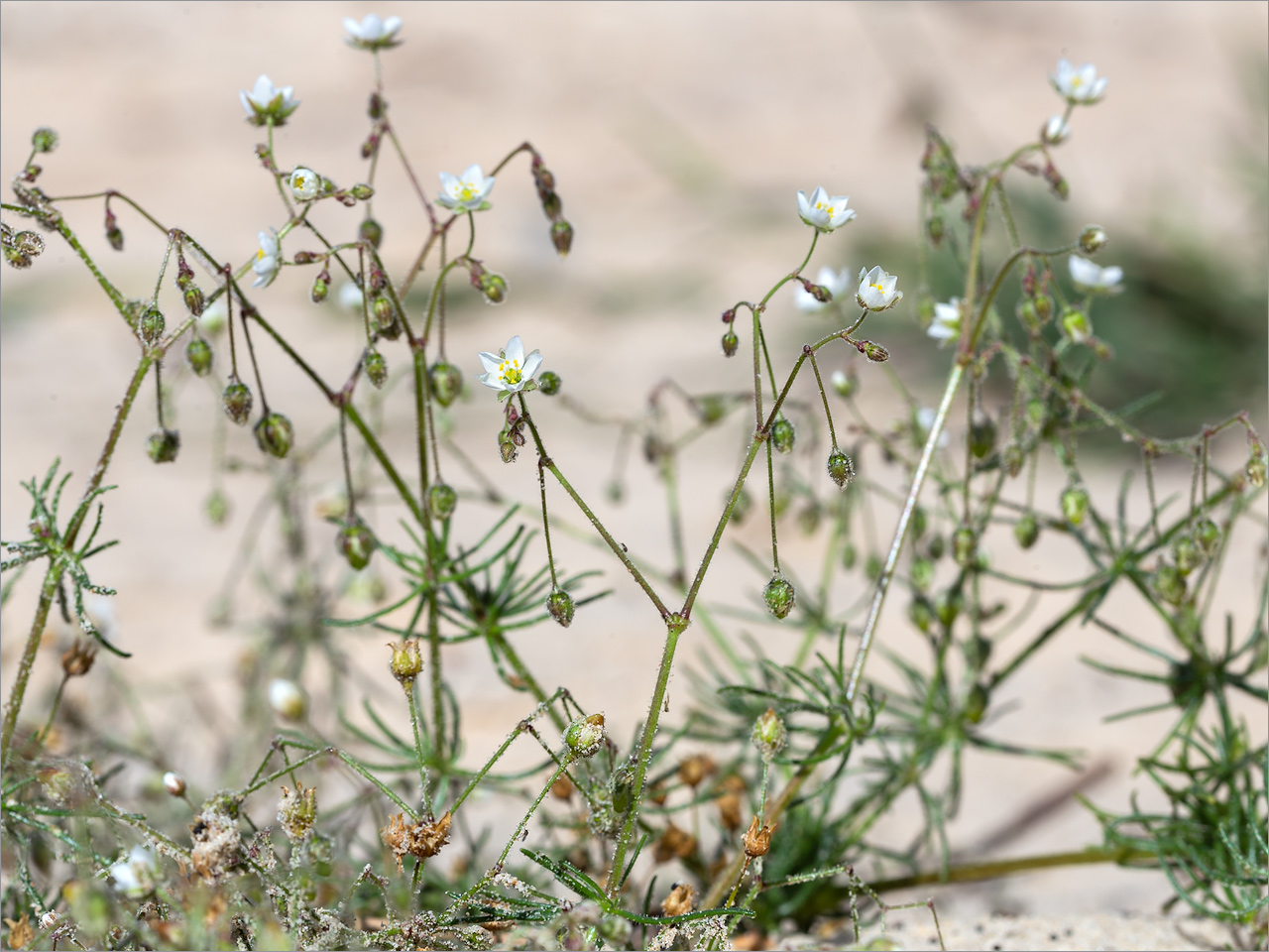 Изображение особи Spergula arvensis.