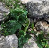 Arum dioscoridis