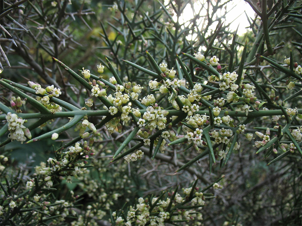 Image of Colletia spinosissima specimen.
