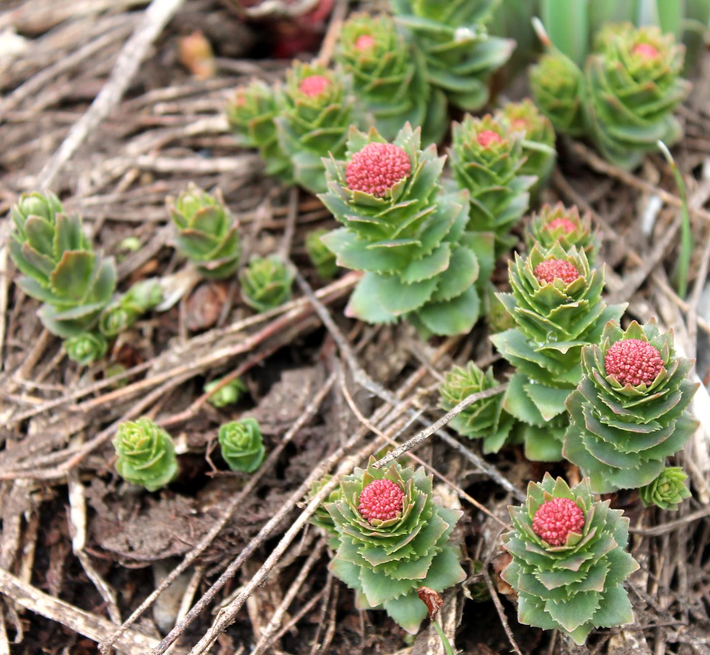 Image of Rhodiola heterodonta specimen.