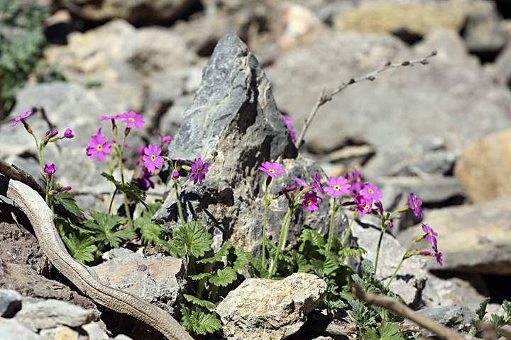 Image of Primula minkwitziae specimen.