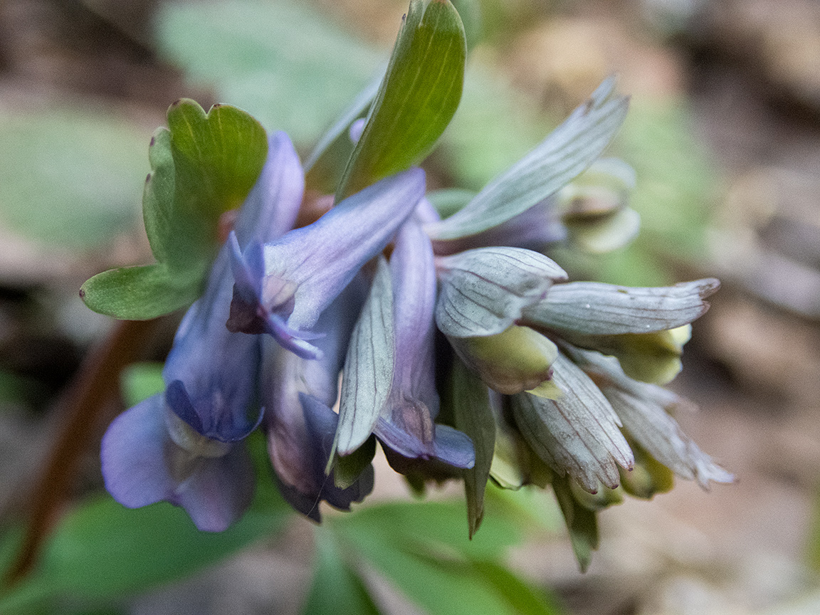 Image of Corydalis solida specimen.