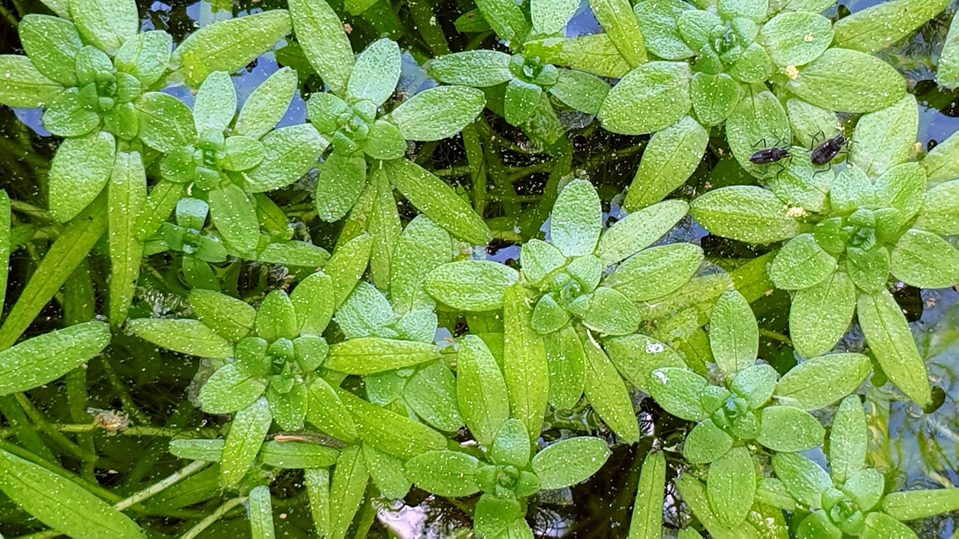 Image of genus Callitriche specimen.