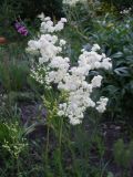 Filipendula vulgaris