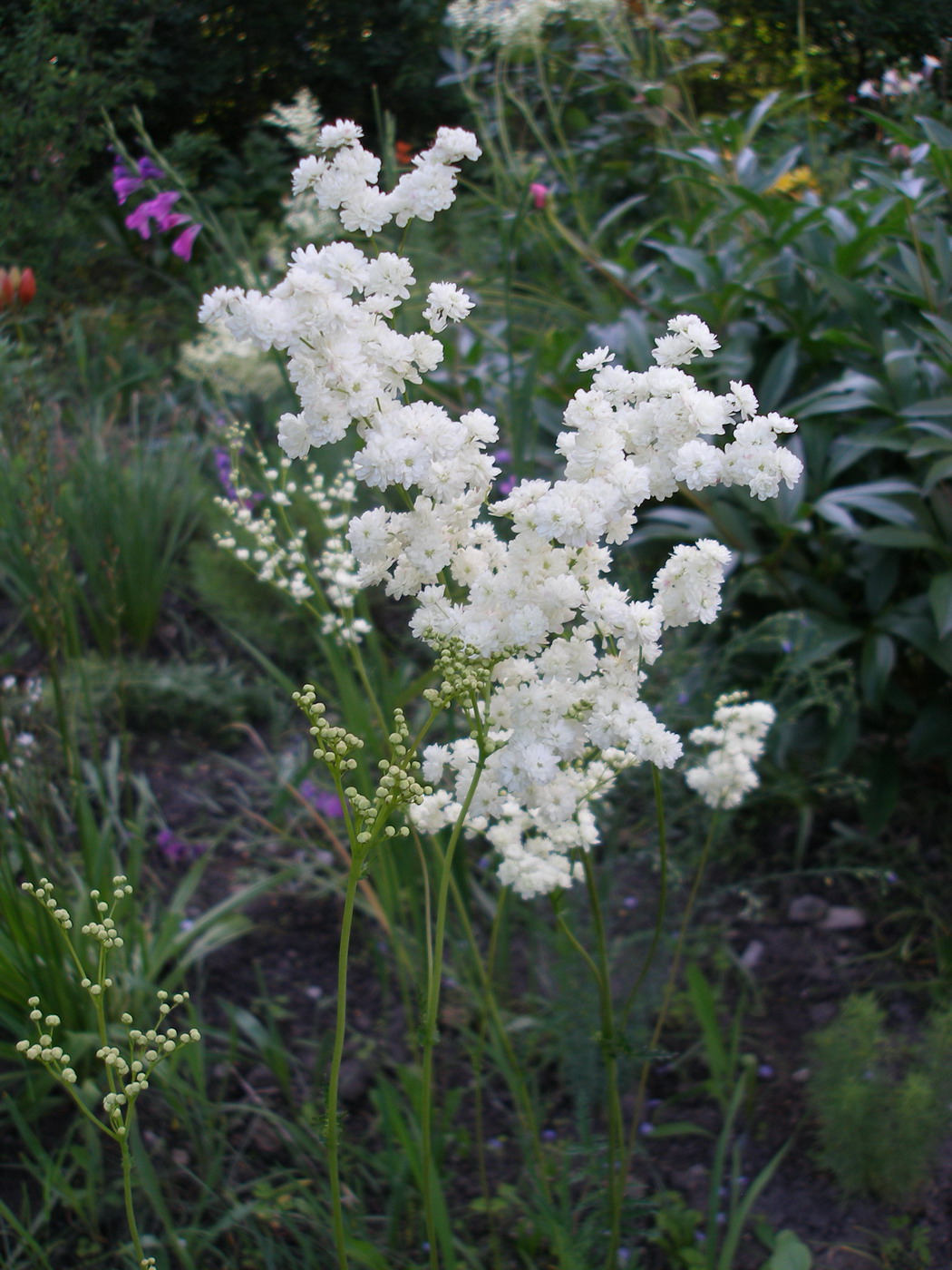 Image of Filipendula vulgaris specimen.