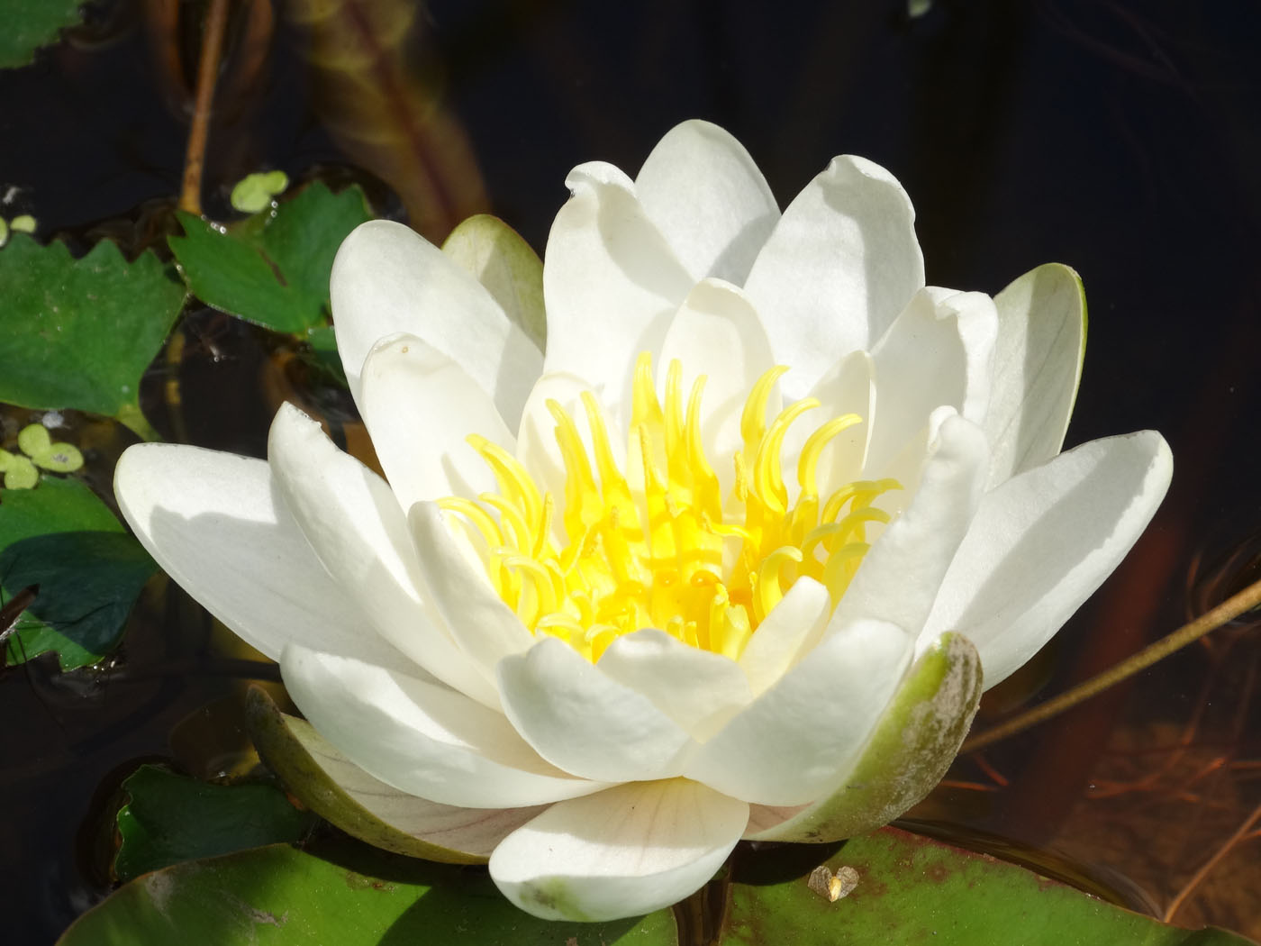 Image of Nymphaea alba specimen.