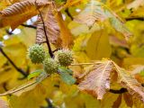 Aesculus hippocastanum. Плоды и листья. Санкт-Петербург, Петергоф, берег Красного пруда, газон. 05.10.2019.