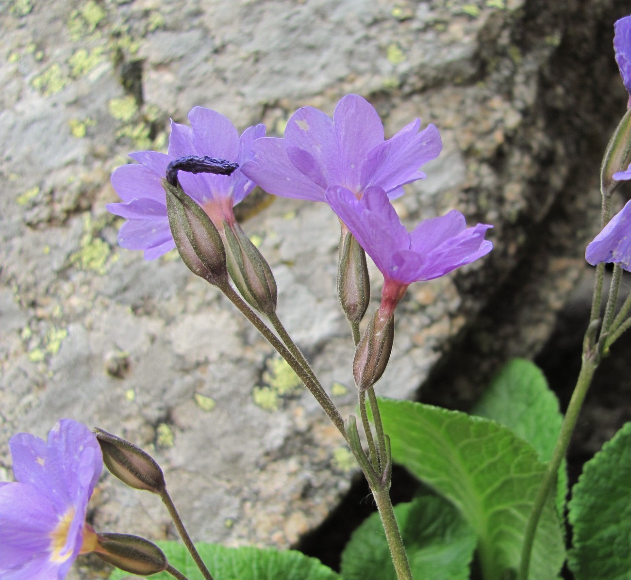 Image of Primula meyeri specimen.