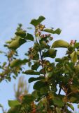 Amelanchier spicata