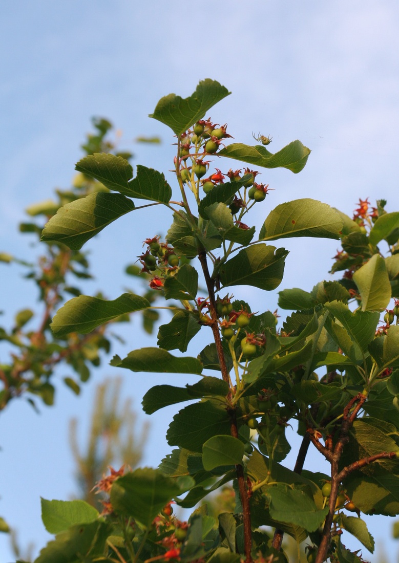 Изображение особи Amelanchier spicata.